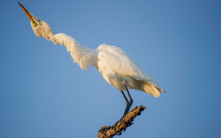 Konkurs Comedy Wildlife Photography Awards - fotografia dzikich zwierząt na wesoło 13