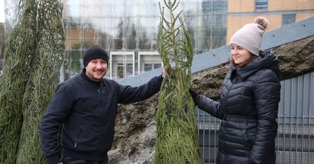 Tu w woj. lubelskim dostaniesz choinkę za darmo. Wystarczy zrobić jedną rzecz