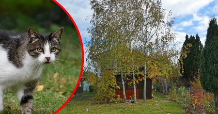 Odcięta głowa kota na działkach. "Sprawca nie może być bezkarny"