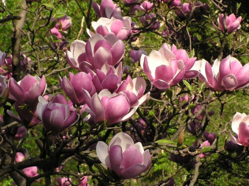 "W magnoliowym gaju" - spacer po Ogrodzie Botanicznym