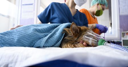 Przykre oblicze pracy weterynarzy. Słyszą, że są mordercami i konowałami