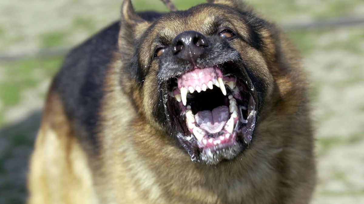 Psy zagryzły innego psa. Zdjęcie ilustracyjne