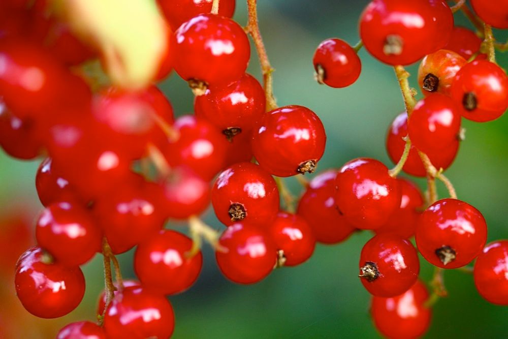 Zalety czerwonych porzeczek