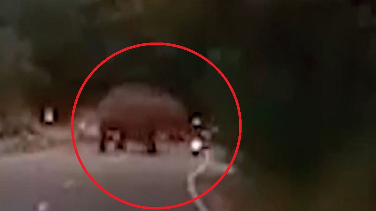 Atak słonia w Indiach.