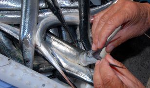 Bałtycki rarytas. Złowienie tej ryby nie jest łatwe