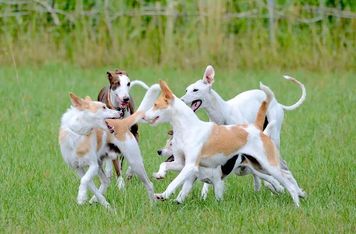 Are Dog Harnesses Better Than Collars?