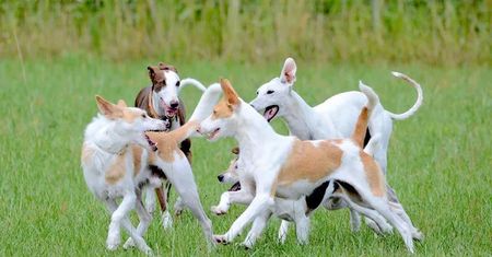 Are Dog Harnesses Better Than Collars?