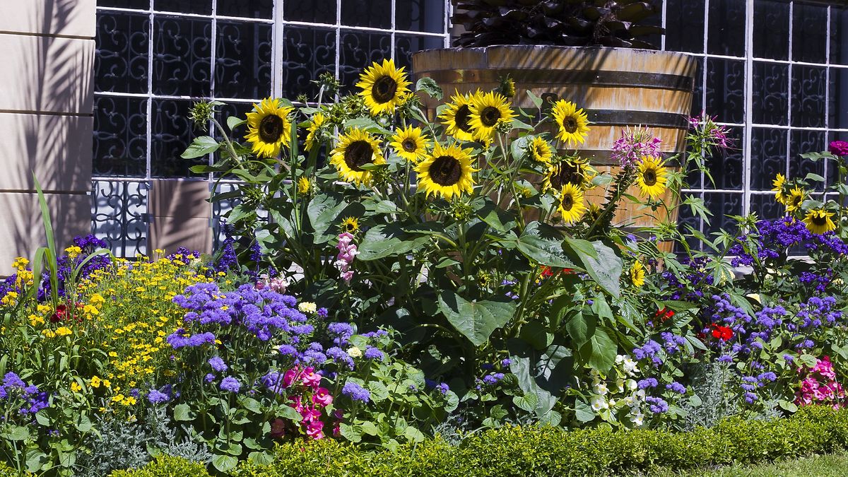 Słonecznik ozdobny na rabacie