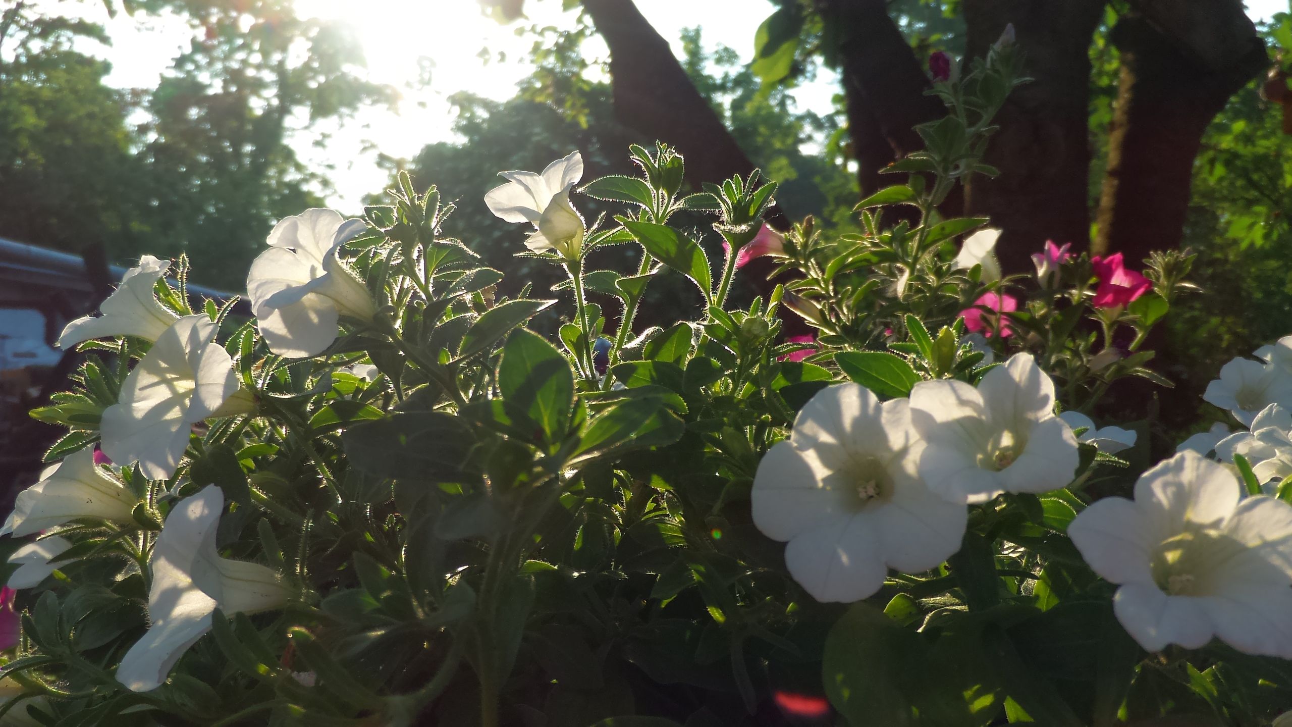 ASUS ZenFone Zoom – fotograficzny test smartfona z 3-krotnym zoomem optycznym 117