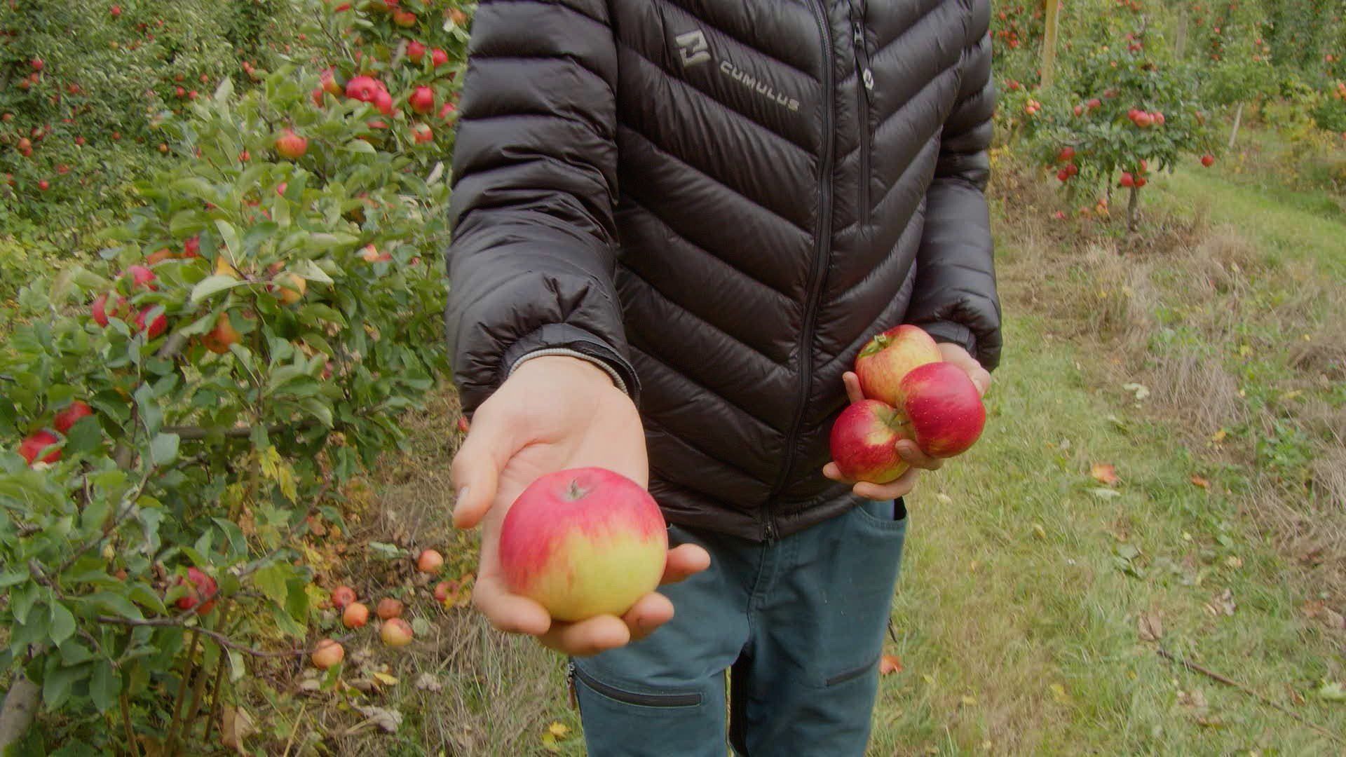 Jabłkobranie u Celmerów