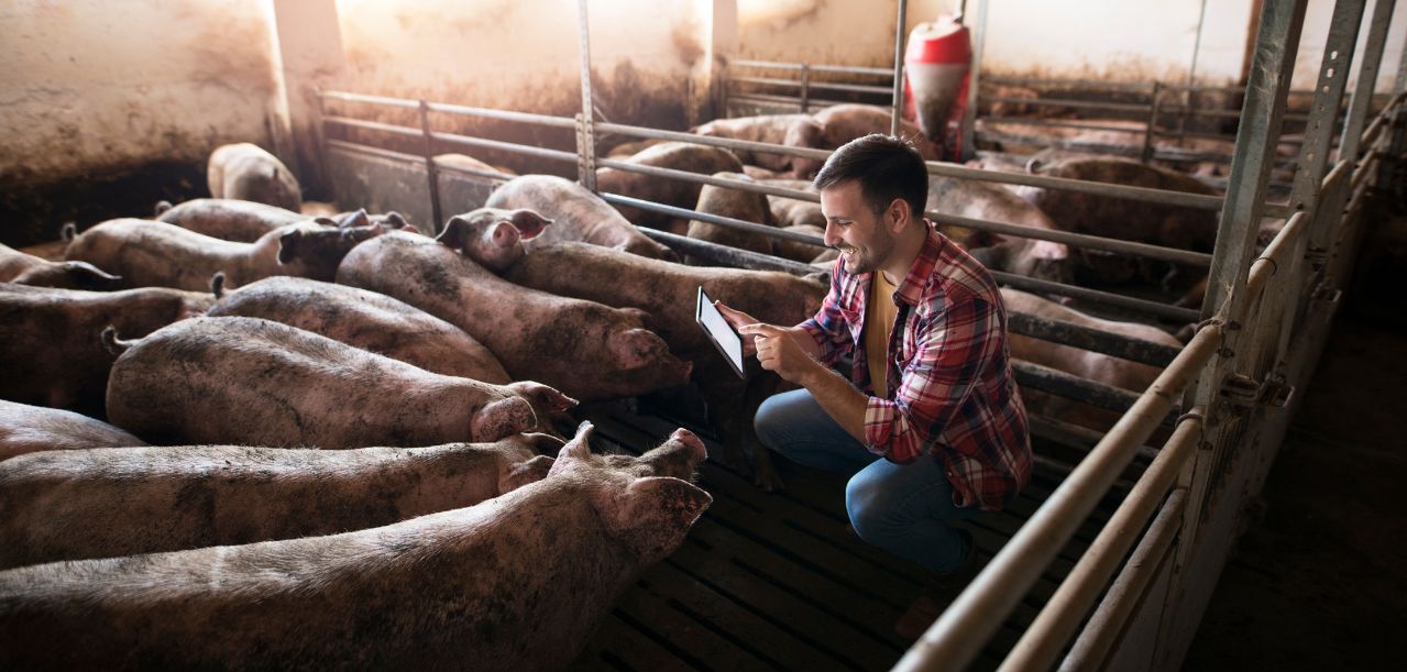 Dofinansowanie na bioasekurację 2025 – do rozdania prawie 176 mln zł