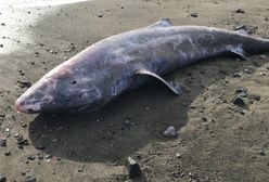 Zbadali truchło ogromnego rekina polarnego na plaży. Historyczne odkrycie Brytyjczyków