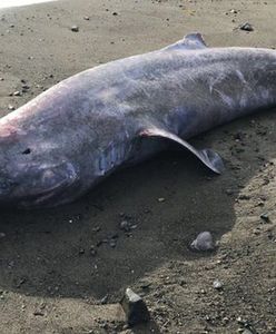 Zbadali truchło ogromnego rekina polarnego na plaży. Historyczne odkrycie Brytyjczyków