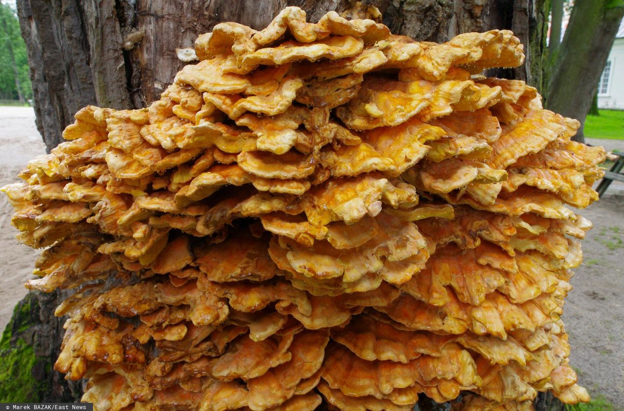 Kurczak z lasu. Majowy grzyb doskonały na kotlety lub nuggetsy