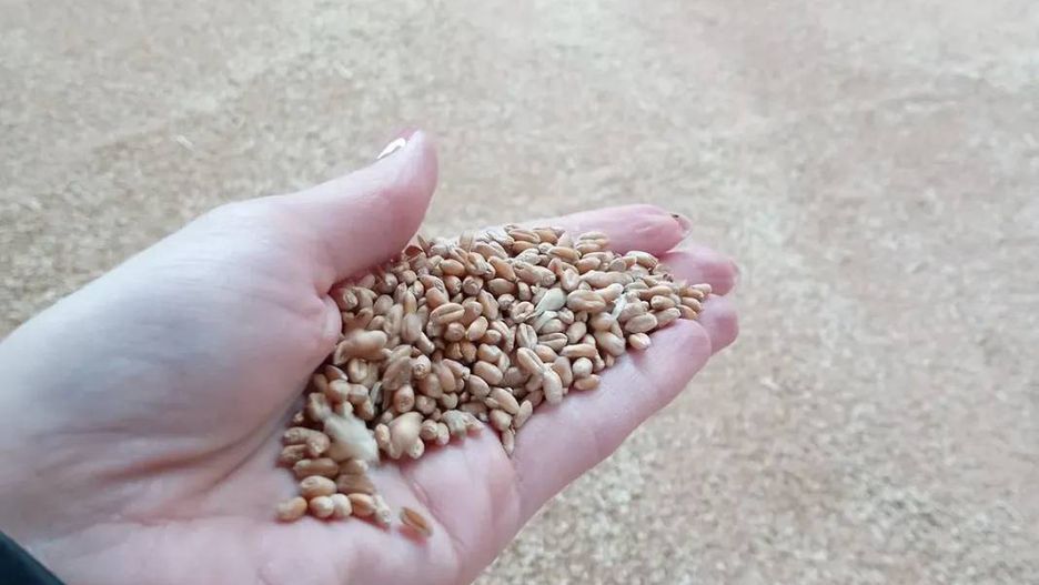 KRIR apeluje o pilne działania w sprawie cen zbóż