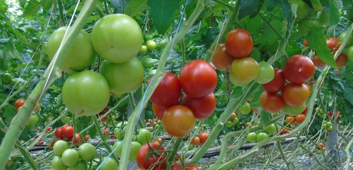 Wielka Brytania: ToBRFV pod ścisłą kontrolą i kwarantanną