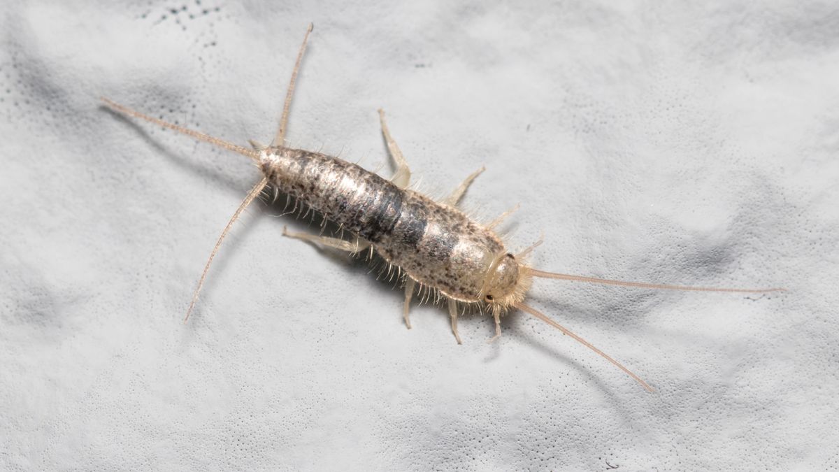 Rybiki cukrowe najczęściej pojawiają się w łazience