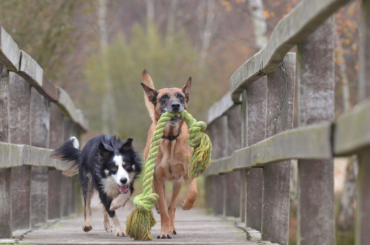 Malinois and border collie achieved the best results in the smartDOG test.