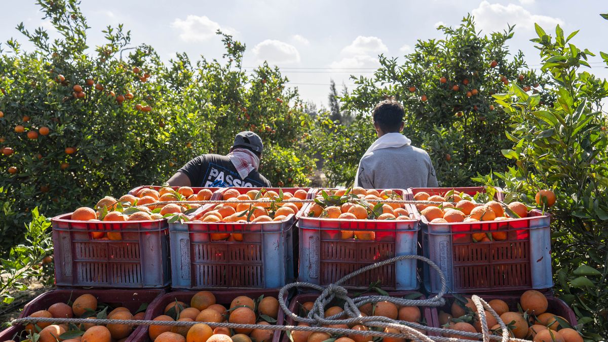 Clementine Harvest Takes Place In North Sinai
GELBANAH, EGYPT - DECEMBER 9: Farmers collecting clementines during the harvest season on December 9, 2025 in Gelbanah, Egypt.  Clementines are among the most well-known citrus fruits produced in Egypt, especially in the coastal cities of North Sinai. According to official statistics, Egypt exports around 2.5 million tons of citrus annually to the Arab Gulf countries and the European Union. (Photo by Ali Moustafa/Getty Images)
Ali Moustafa
