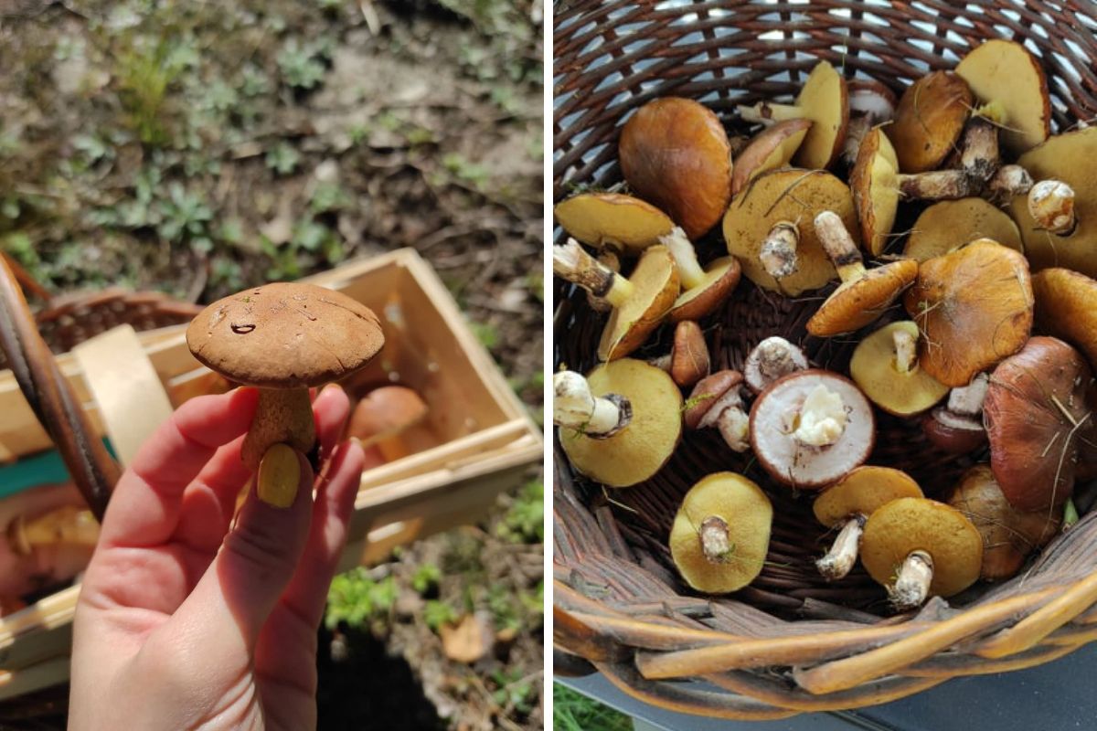 Grzybów w lasach nie brakuje, ale warto wiedzieć, gdzie szukać