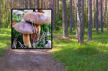 Nie pojawiały się tak wcześnie. Grzybiarz wywołał zamieszanie w sieci