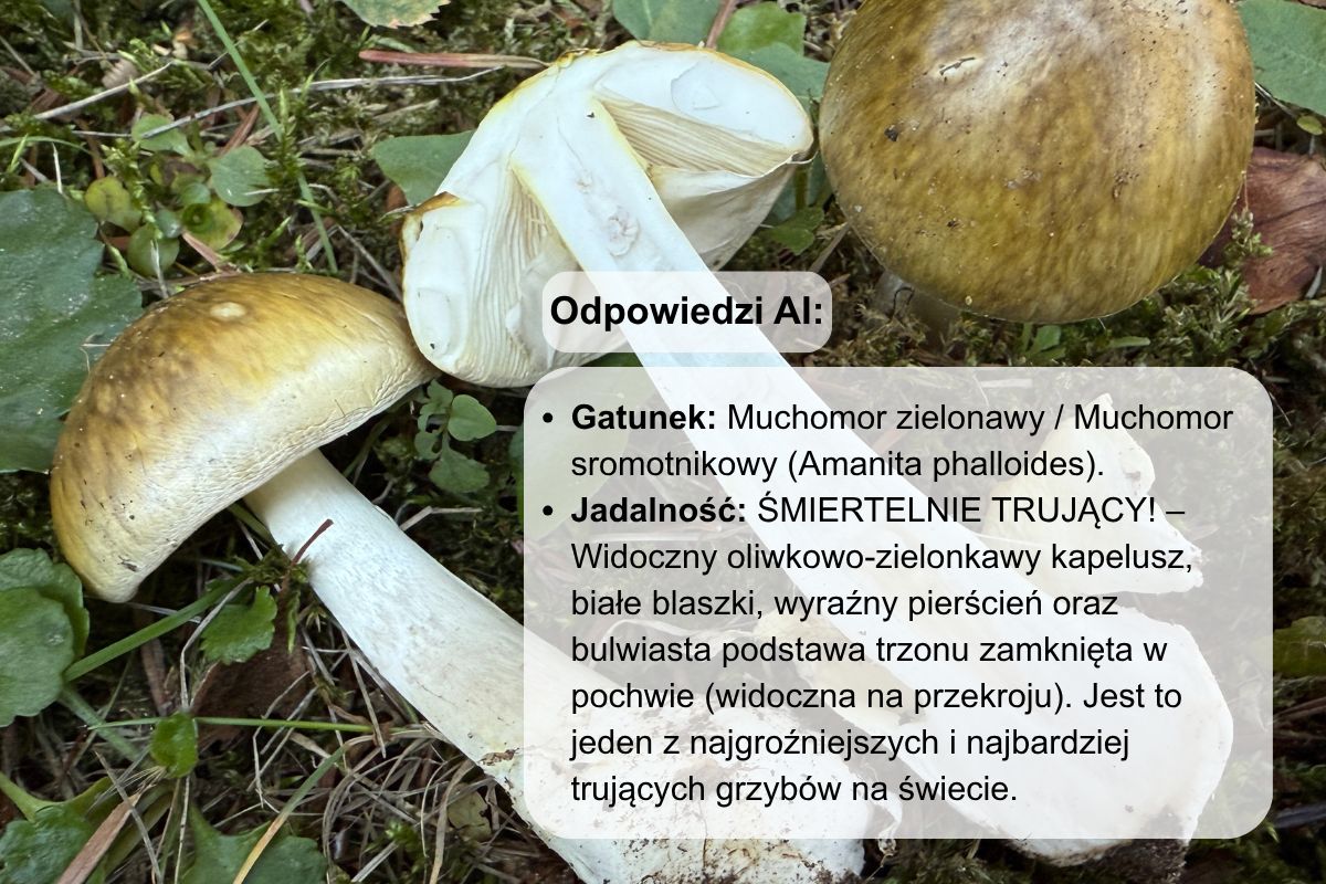 Muchomor sromotnikowy nie budzi wątpliwości AI