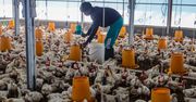 Chiny wchodzą do gry. Polski drób traci przewagę