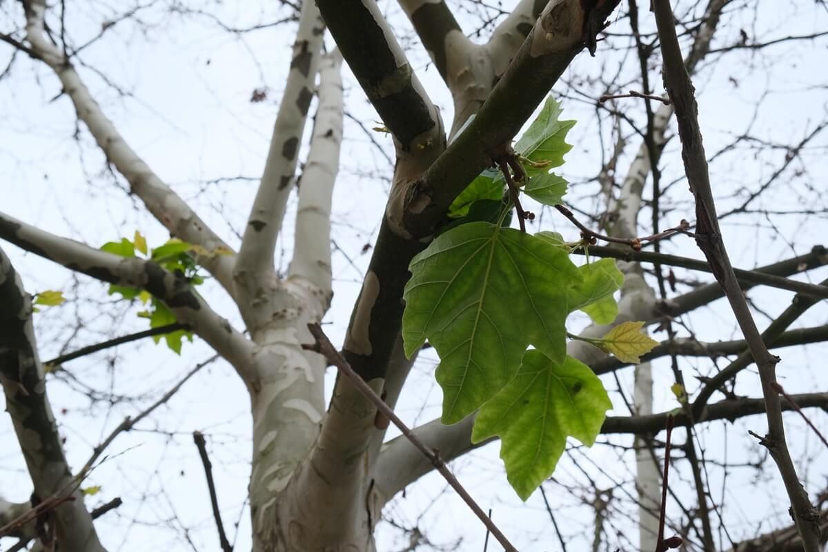 Wycinka platanów na Krakowskim Przedmieściu