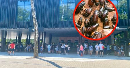 Kontrowersyjna akcja walentynkowa. "Nakarm zwierzę swoim eks!"