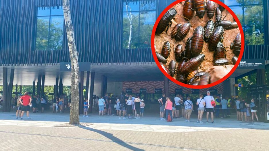 Pracownicy łódzkiego zoo zachęcają do adopcji karaczanów 