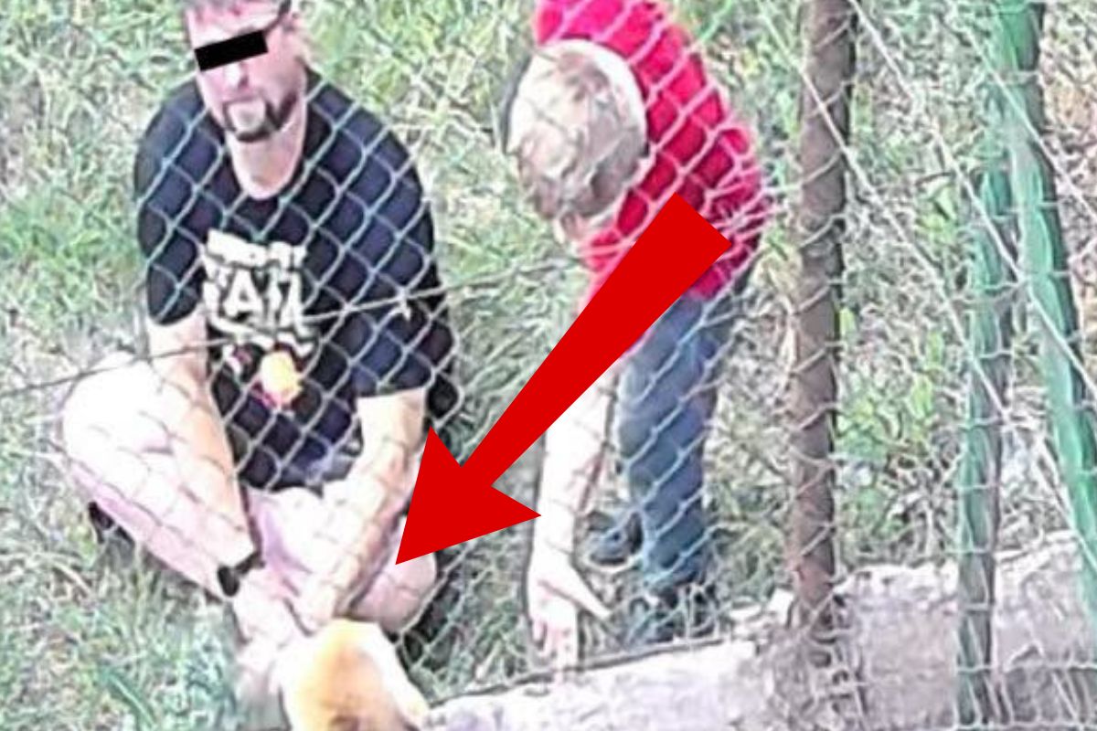 Wandalizm w schronisku w Brodnicy. Nagranie wywołało burzę. "Co on ma w głowie?"