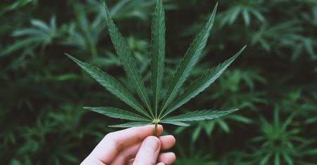 Legalna marihuana w Niemczech? Może to się wydarzyć już niedługo