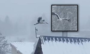 Bocian został na zimę. Zaobserwowano go podczas śnieżycy