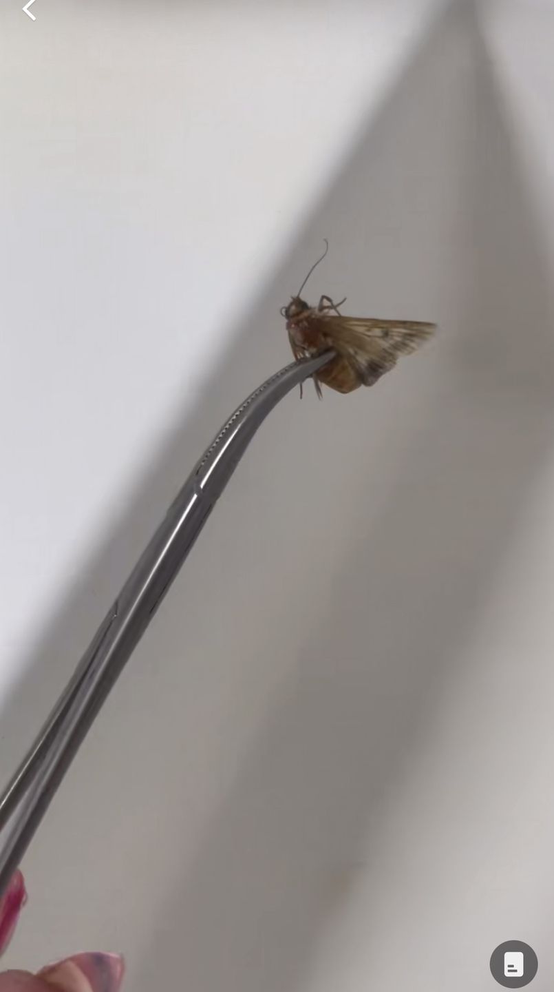W uchu Iris Novau Díaz zagnieździła się ćma