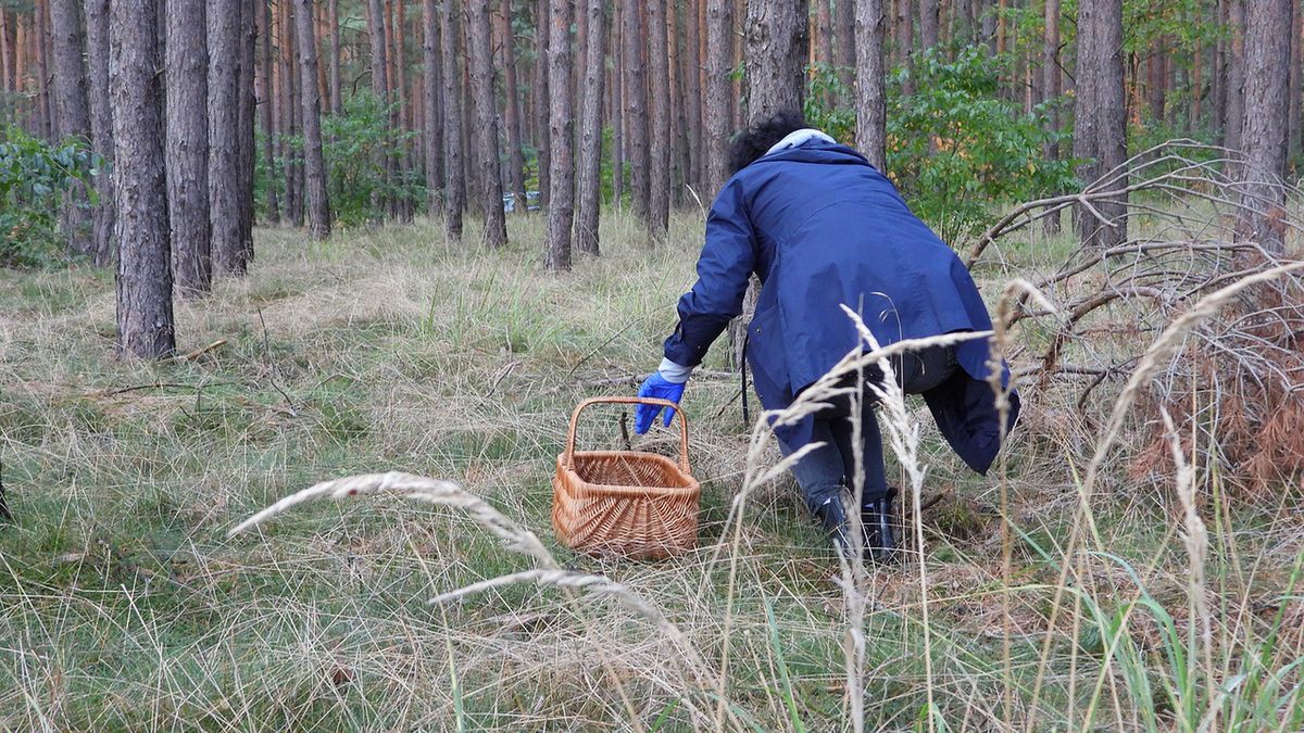 To nie był dobry sezon dla grzybiarzy