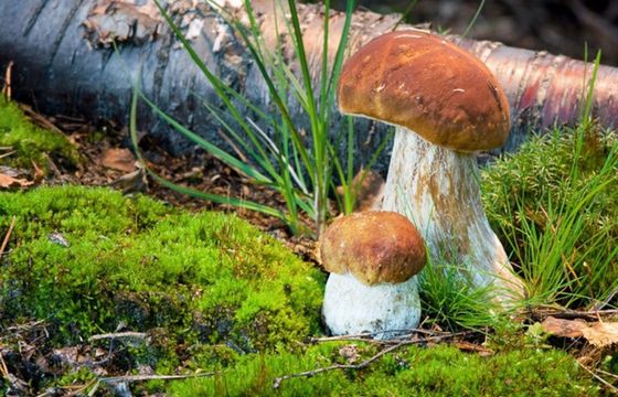 Zmiany klimatu wpłyną na koszyki grzybiarzy. W polskich lasach coraz mniej będzie kurek i podgrzybków