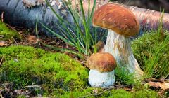 Zmiany klimatu wpłyną na koszyki grzybiarzy. W polskich lasach coraz mniej będzie kurek i podgrzybków