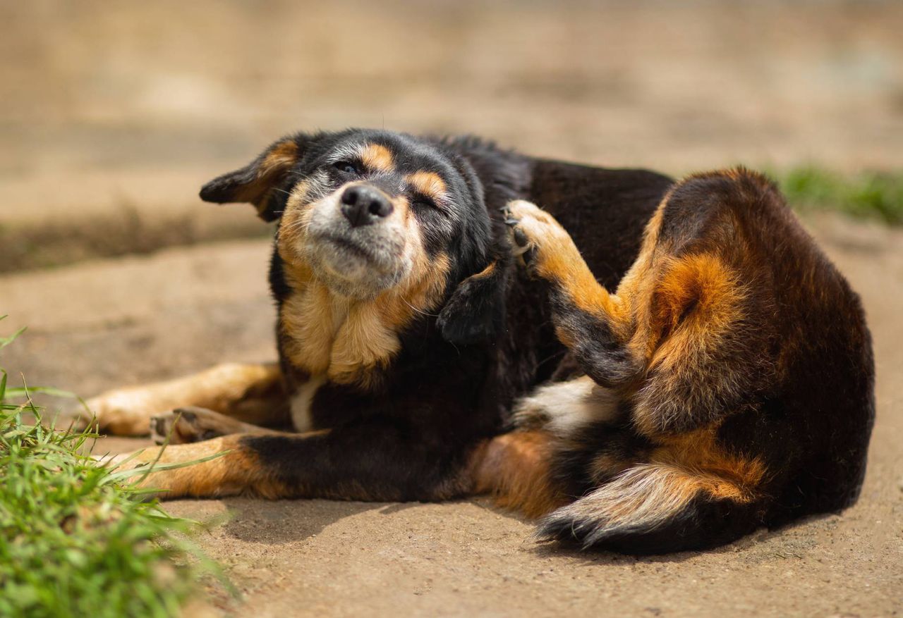 Why does the dog scratch its ear?