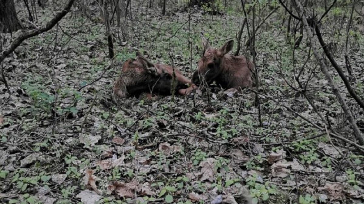 Zdjęciem pochwalili się leśniczy. 