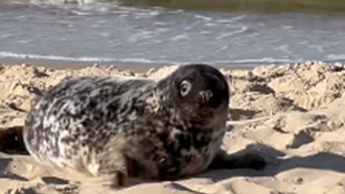 Foka na gdańskim Brzeźnie.