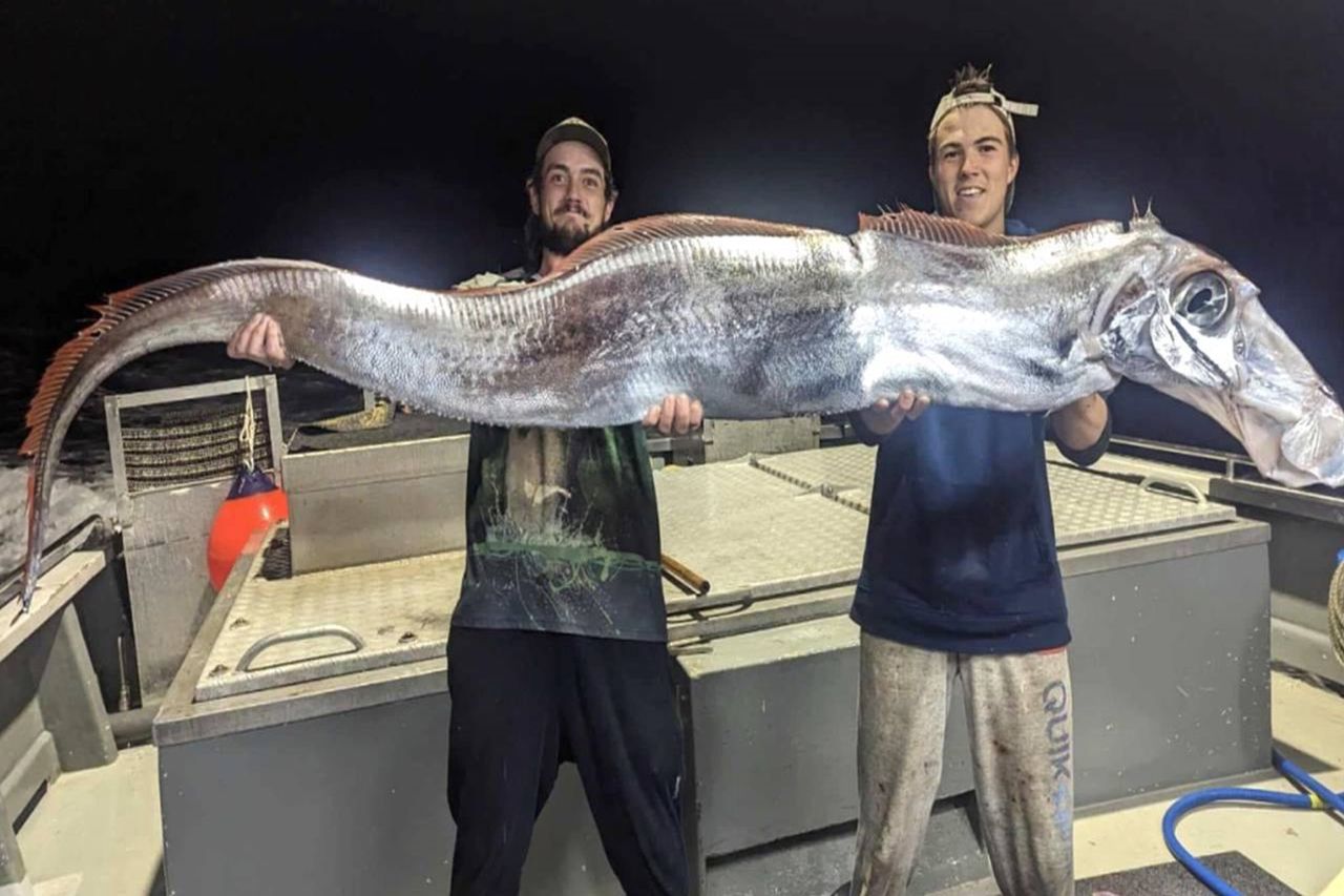 Omen from the deep: Rare 'doomsday fish' caught in Australia