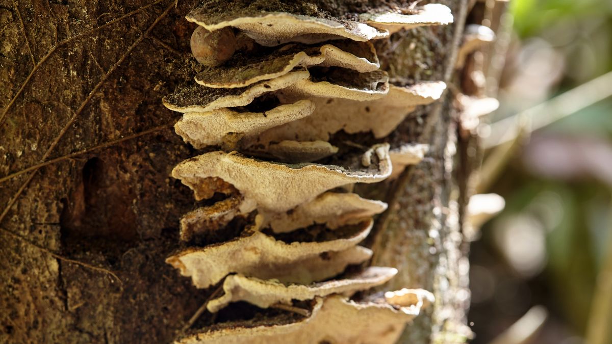 Co wiesz o pasożytach?