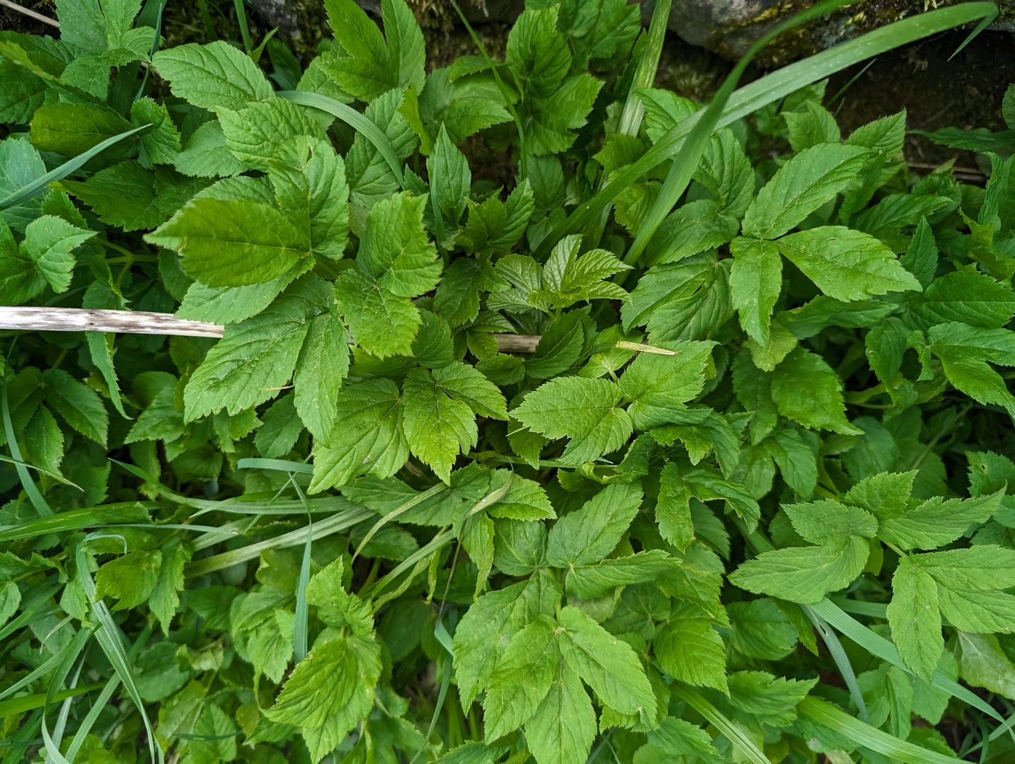 Podagrycznik to roślina, która jest niedoceniana
