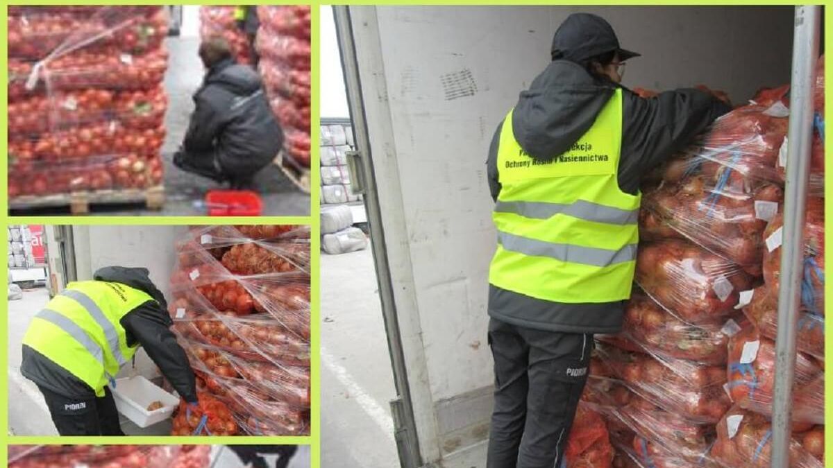 Kontrola graniczna transportu cebuli
