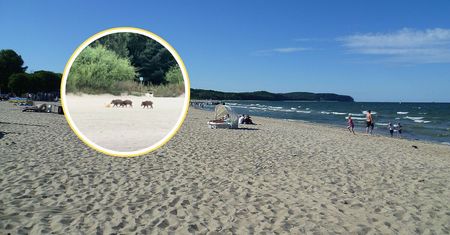 Nagrali je na plaży w Sopocie. Bawiły się jak dzieci. Wystarczyła piłka
