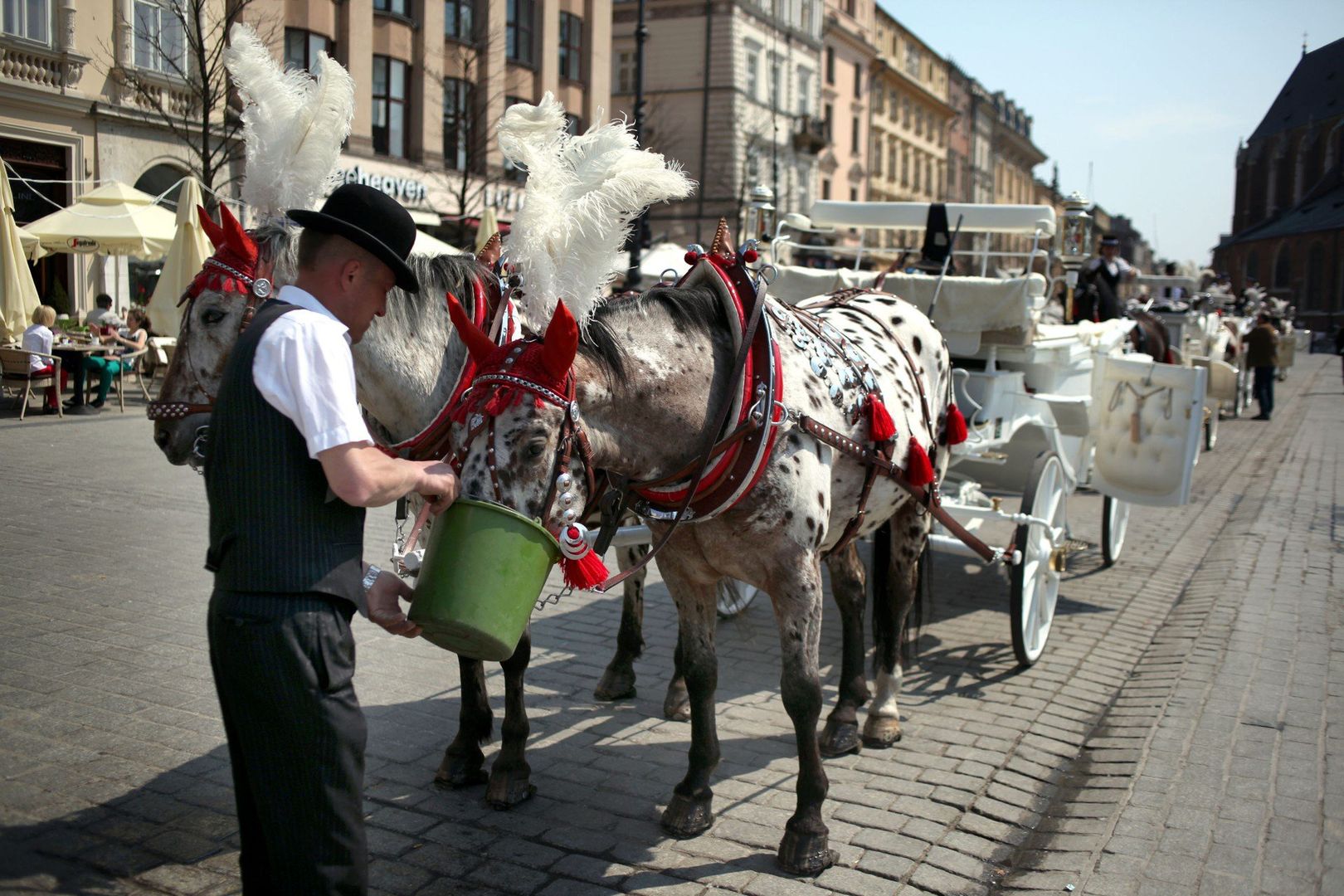Na krakowskim Rynku Głównym regularnie odbywają się protesty związane z dorożkami konnymi. Obrońcy zwierząt protestują przeciwko wykorzystywaniu koni w tej formie działalności.                                                                                                                                                                                                                                         