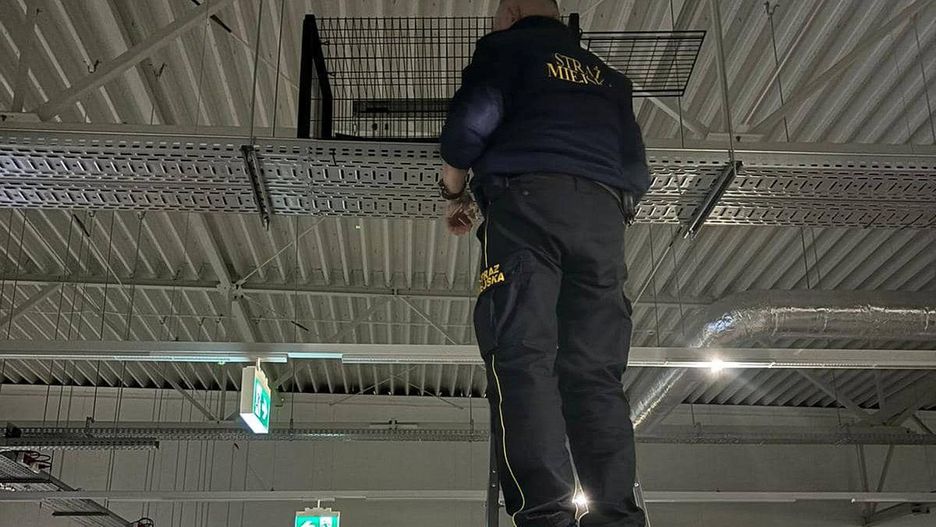 Straż Miejska interweniowała ws. krogulca, który wleciał do galerii handlowej