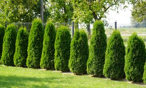 Pamiętaj o tym w sierpniu. Tuje zachwycą swoim wyglądem