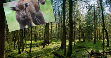 Jest kolejna. "Niczego słodszego dziś już nie obejrzycie"
