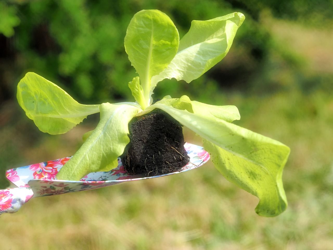 Co sadzić w maju do gruntu?